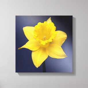 Gelbe Narzissenblume Florale Aquarellmalerei Leinwanddruck