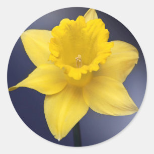 Gelbe Narzissenblume Florale Aquarellmalerei Runder Aufkleber
