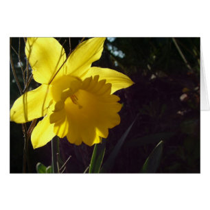 gelbe Narzissenblume im Sonnenlicht