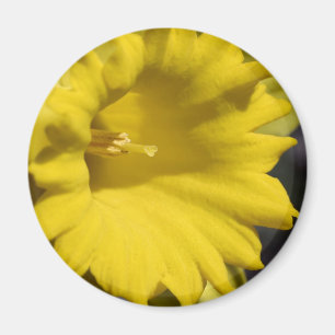 Gelbe Narzissenblume Nahaufnahme-Fotografie Magnet