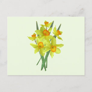 Gelbe Narzissenblumen Postkarte