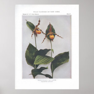 Gelbe oder Downy Lady's Slipper Poster