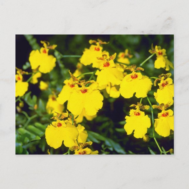 Gelbe Oncidium-Blume Postkarte (Vorderseite)