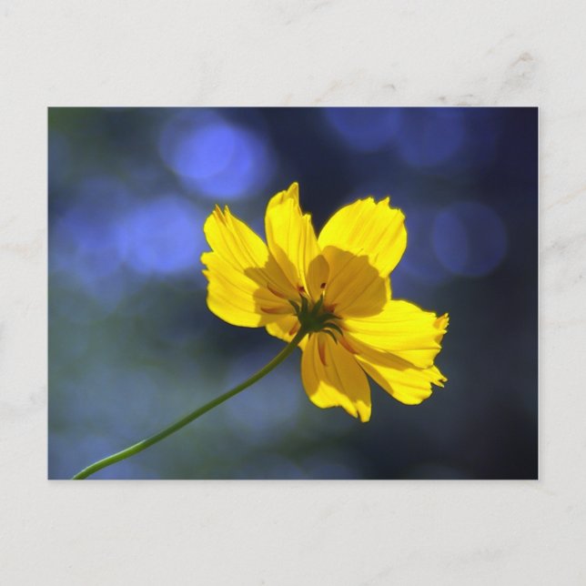 Gelbe Orange Coreopsis Postkarte (Vorderseite)
