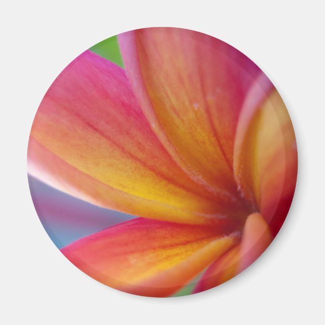 Gelbe Orange Deep Pink Tropische Plumeria Blume Magnet (Vorne)
