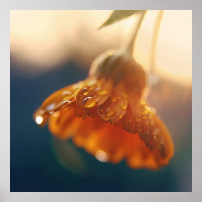 Gelbe Orangenmarigold-Blume lässt Makro fallen Poster (Vorne)
