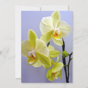 Gelbe orchid-schwarze Grußkarte für jeden O Einladung
