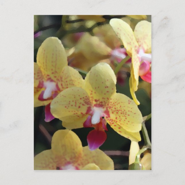 Gelbe orchide Blume Postkarte (Vorderseite)