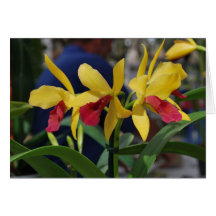 Gelbe Orchidee aus Vero Beach, FL