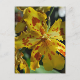 Gelbe Orchidee aus Vero Beach Postkarte