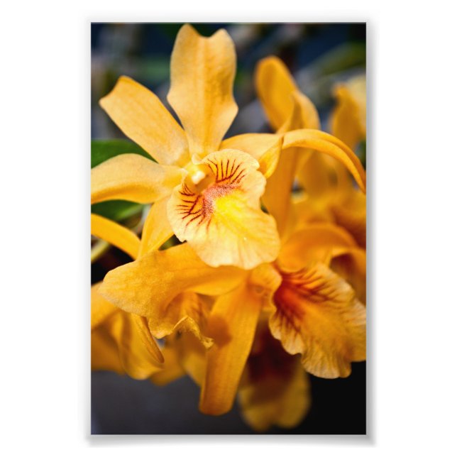 Gelbe Orchidee Blume Blühende Pflanze Fotodruck (Vorne)