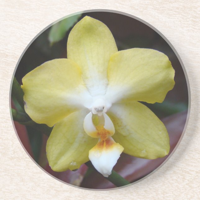 Gelbe Orchidee Getränkeuntersetzer (Vorne)