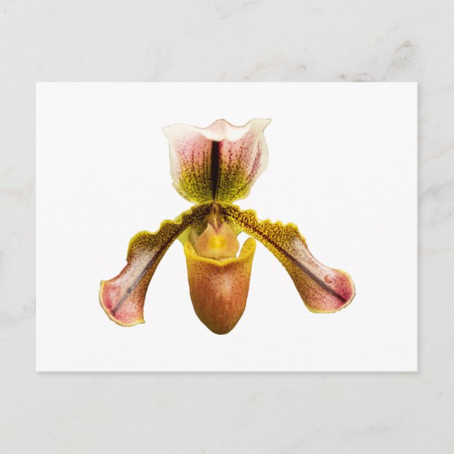 Gelbe Orchidee Postkarte (Vorderseite)