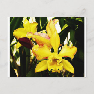 Gelbe Orchidee Postkarte