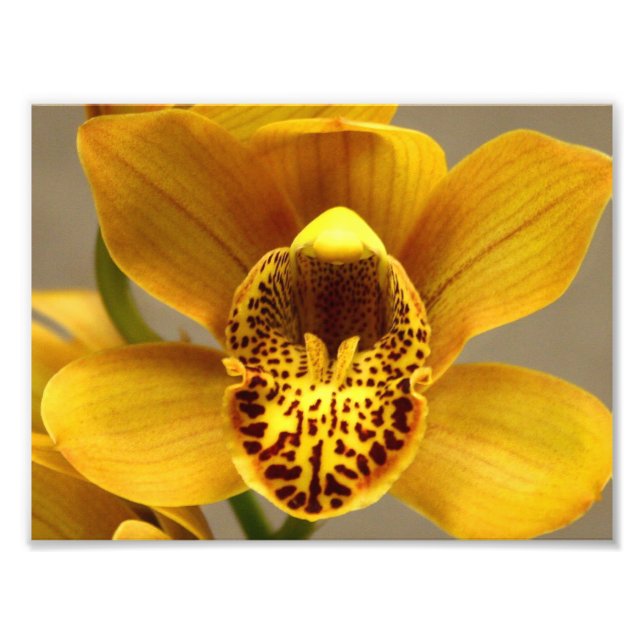 Gelbe Orchideen-Blume Fotodruck (Vorne)