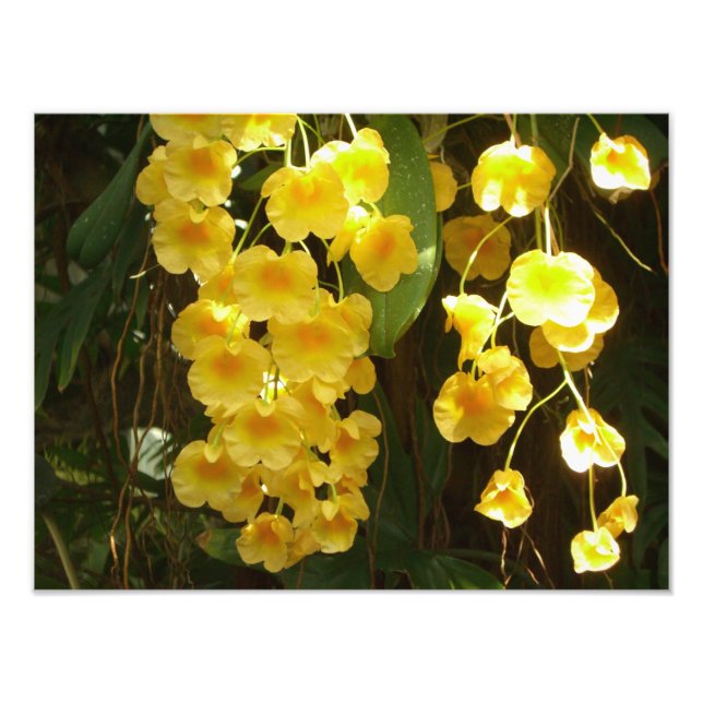Gelbe Orchideen - tropische Blume Fotodruck (Vorne)