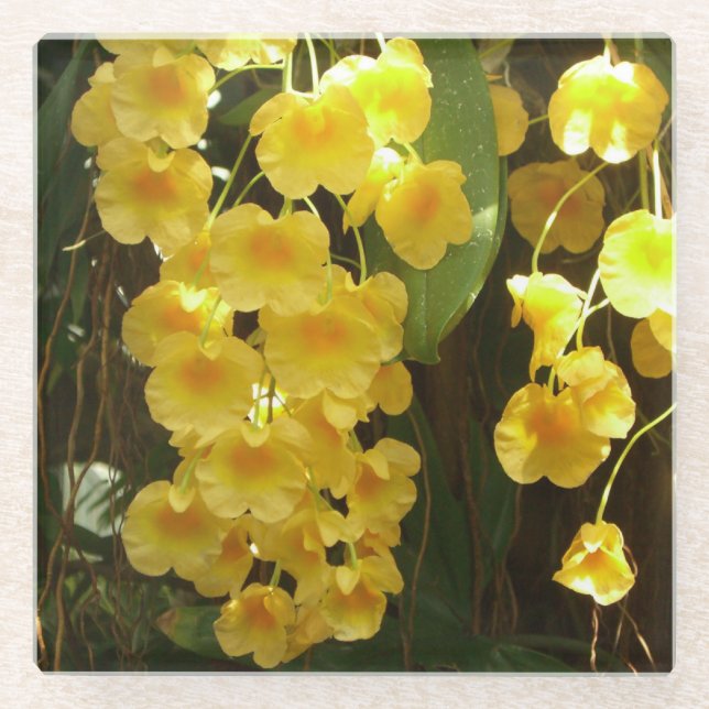 Gelbe Orchideen - tropische Blume Glasuntersetzer (Vorderseite)