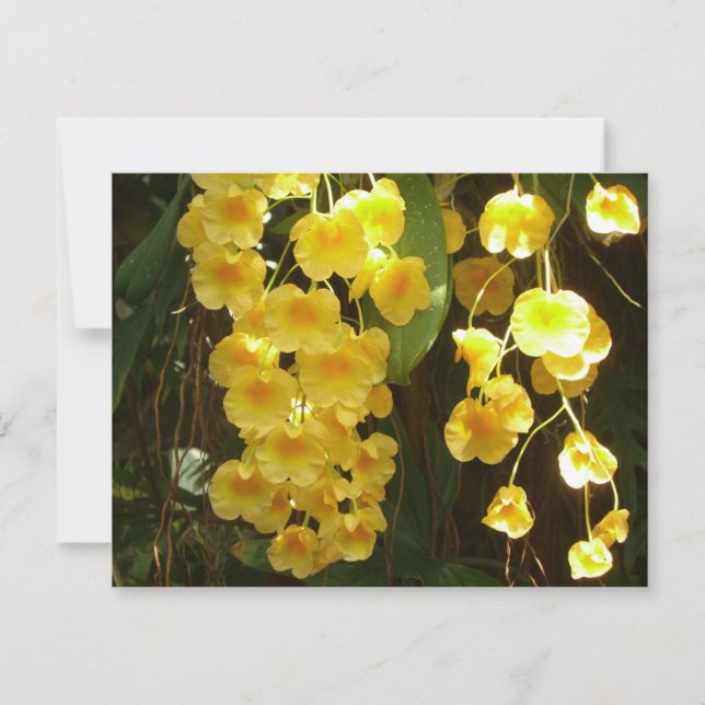 Gelbe Orchideen - tropische Blume Karte (Vorderseite)