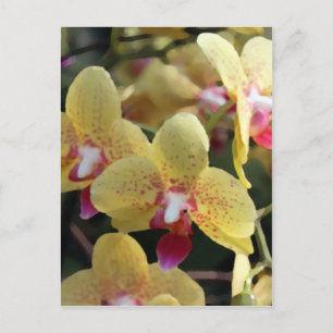 Gelbe Orchideenblüten Postkarte