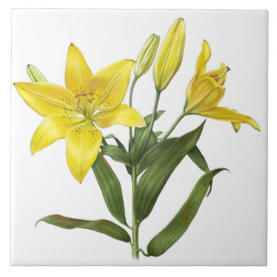 Gelbe Orientalische Lilienblüten Botanische Kunst Fliese