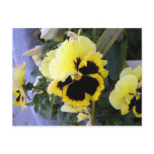Gelbe Pansy Blume Postkarte