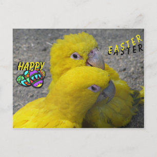 Gelbe Papageien Couple Happy Oster Postkarte