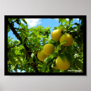 Gelbe Pflaumen Blauer Himmel Poster