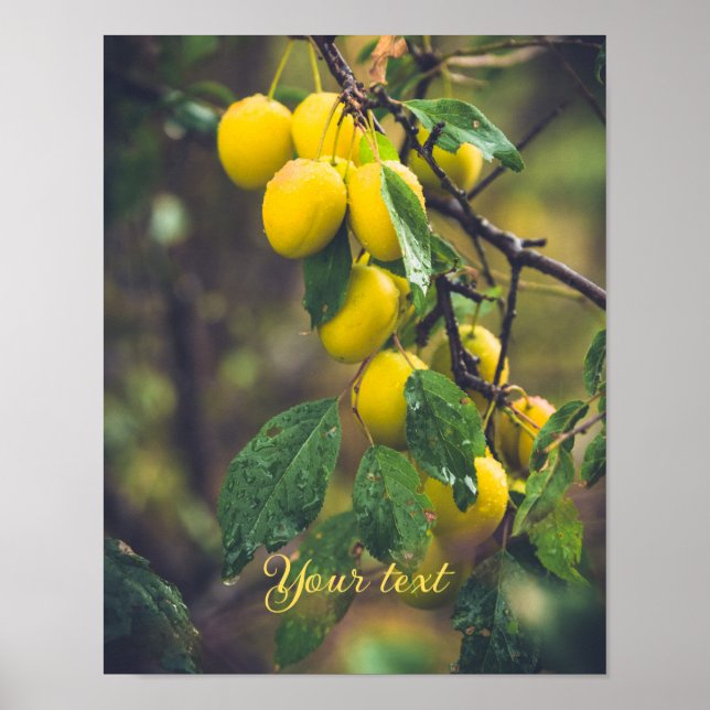 Gelbe Pflaumen nach Regen Poster (Vorne)