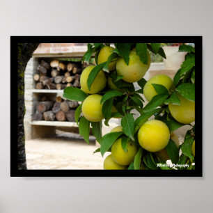 Gelbe Pflaumen Rustikales Holz Poster