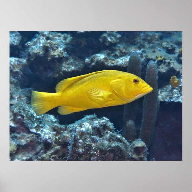 Gelbe Phase Coney Poster (Vorne)