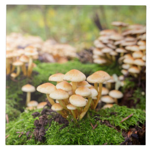 Gelbe Pilze im Herbstwald. Fliese