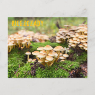 Gelbe Pilze im Herbstwald. Postkarte