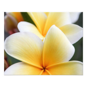 Gelbe Plumeria Blume Frangipani Blumendesign Fotodruck