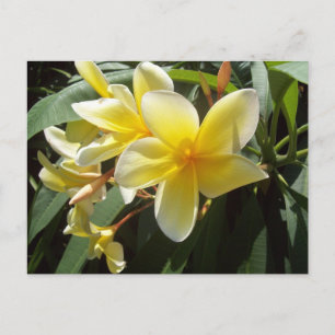 Gelbe Plumeria Blume Postkarte