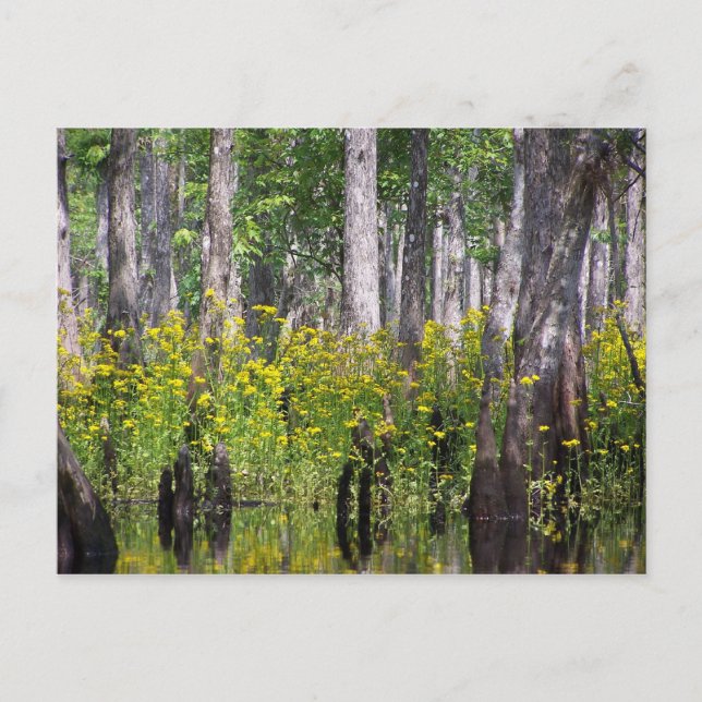 Gelbe Postkarten (Vorderseite)