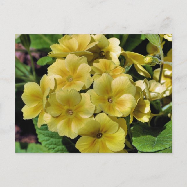 Gelbe Primrose Blumenfotografie Postkarte (Vorderseite)