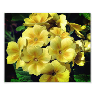 Gelbe Primrose Frühlingsblumen Nah 8x10 Fotodruck