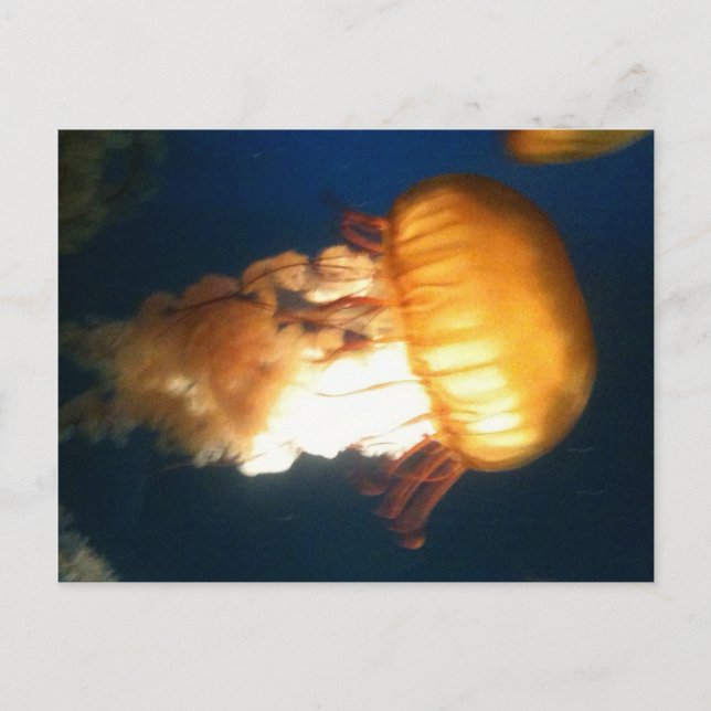 Gelbe Qualle Postkarte (Vorderseite)