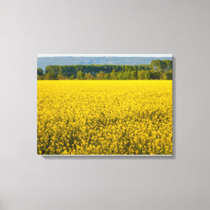 gelbe Rapsblüten von der Sonne beleuchtet Leinwand