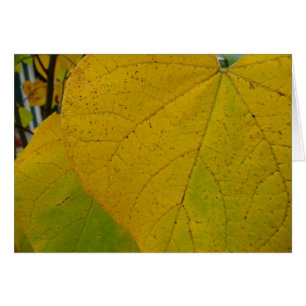 Gelbe Redbud-Blätter Herbst Naturfotografie