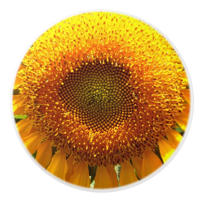 Gelbe Riesenmuschelblume Keramikknauf (Vorderseite)