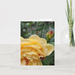 Gelbe Rosa-Blume Karte