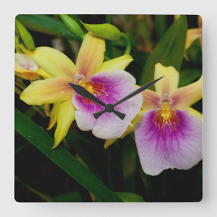 Gelbe rosa lila Miltonia-Sonnenuntergang-Orchideen Quadratische Wanduhr