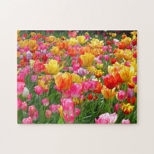 Gelbe rosa Tulpen des orange Rotes (Horizontal)