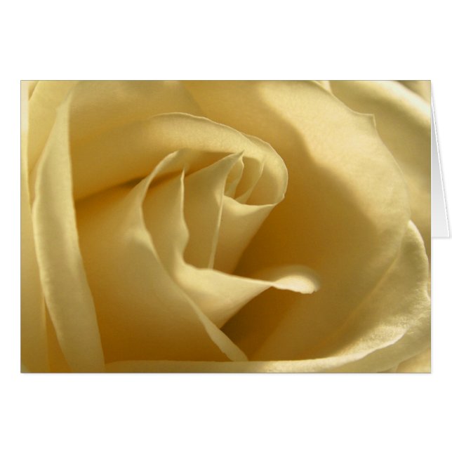 Gelbe Rose (Vorderseite (Horizontal))