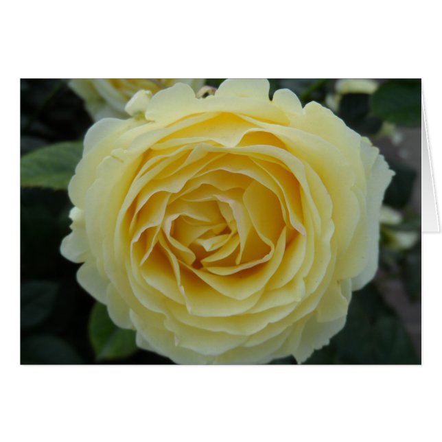 Gelbe Rose (Vorderseite (Horizontal))