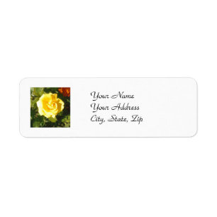 Gelbe Rose