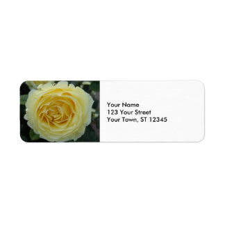 Gelbe Rose