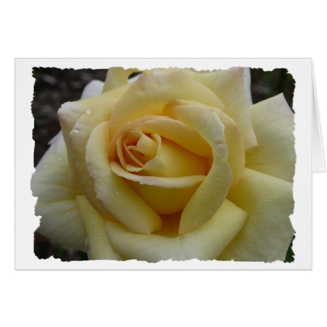 Gelbe Rose (Vorderseite (Horizontal))