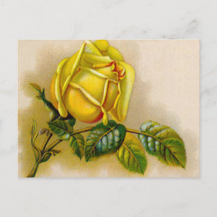 Gelbe Rose Antik Vintage-Druck Fine Art Postkarte